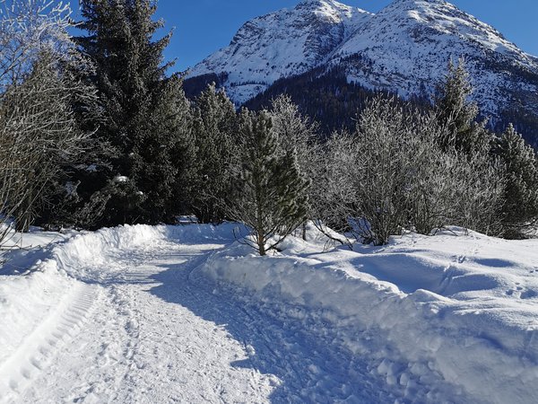Winter Engadin Winterweg verschneit